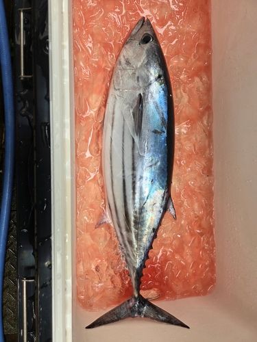 カツオの釣果