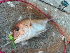 マダイの釣果
