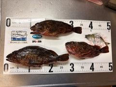 ガシラの釣果