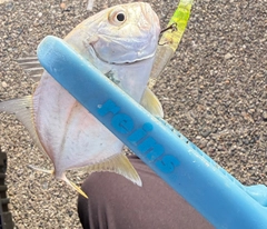 メッキの釣果