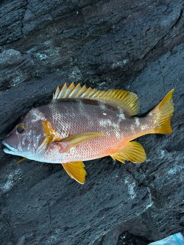 シブダイの釣果