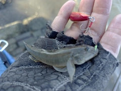 マハゼの釣果