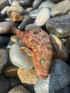 キジハタの釣果