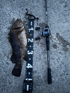 ベッコウゾイの釣果