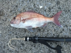 タイの釣果