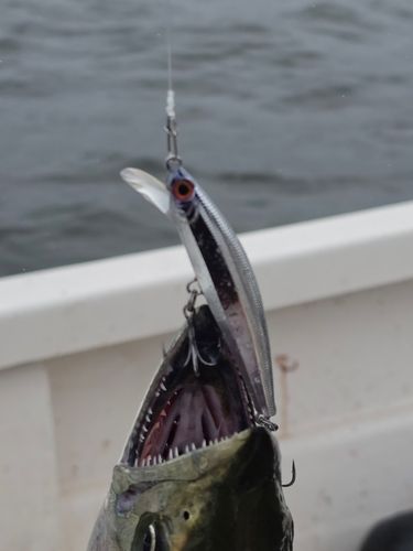 サワラの釣果