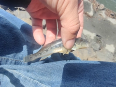 ハゼの釣果