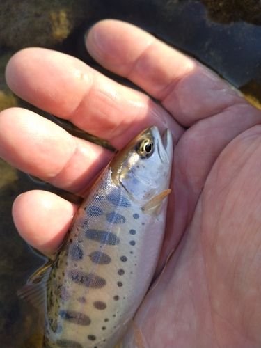 ヤマメの釣果