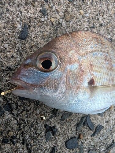 チャリコの釣果