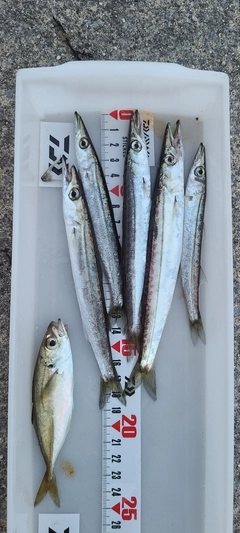 カマスの釣果