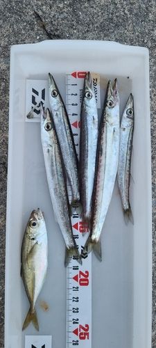 カマスの釣果