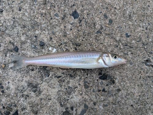 シロギスの釣果