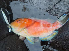 イラの釣果