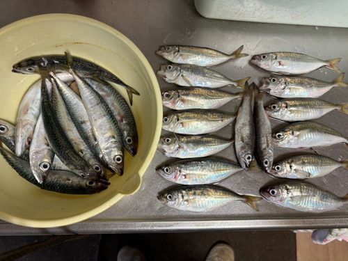 アジの釣果