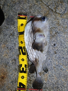 イシガキフグの釣果