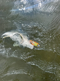 キビレの釣果
