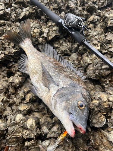 チヌの釣果