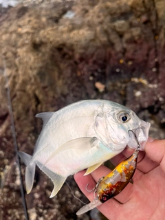 メッキの釣果