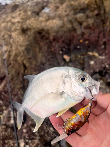 メッキの釣果