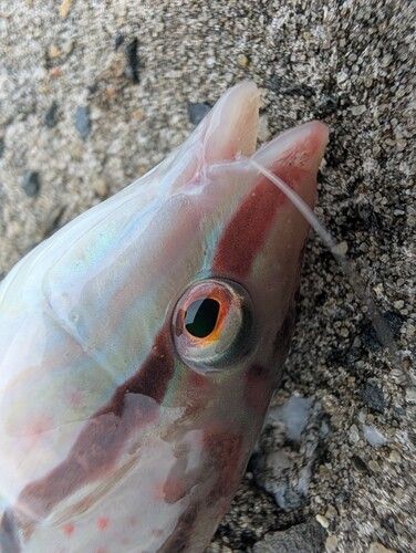キュウセンの釣果