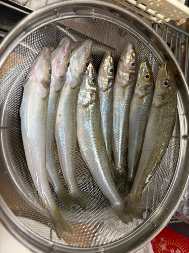 シロギスの釣果