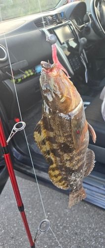 アブラコの釣果