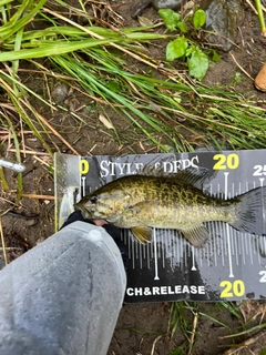 スモールマウスバスの釣果