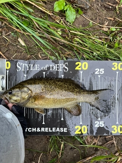 スモールマウスバスの釣果