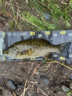 スモールマウスバスの釣果