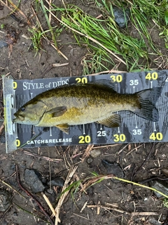 スモールマウスバスの釣果
