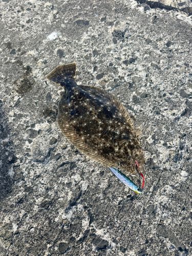 ソゲの釣果
