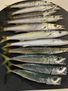 ヤマトカマスの釣果