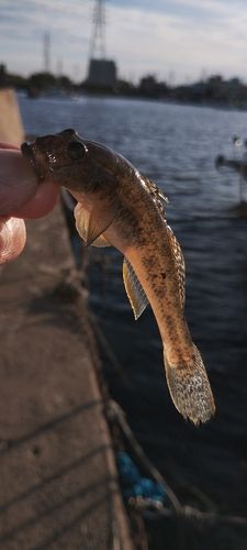 ハゼの釣果