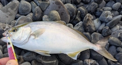 カンパチの釣果
