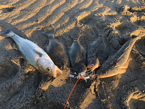 ヒラメの釣果