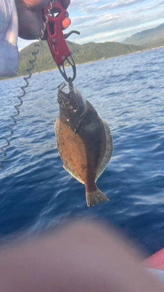 カレイの釣果