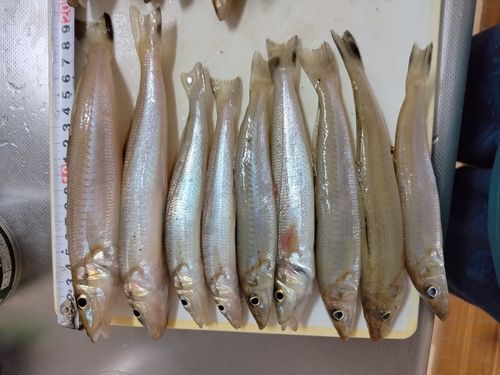 キスの釣果