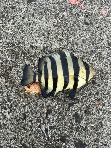 サンバソウの釣果