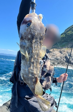 イシガキフグの釣果