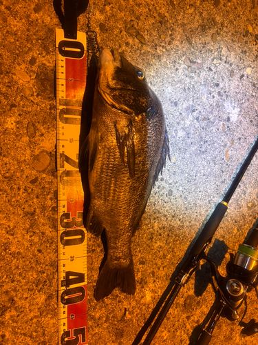 チヌの釣果