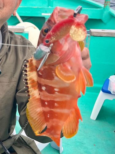 アカハタの釣果