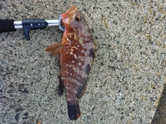 キジハタの釣果