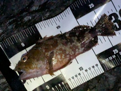 カサゴの釣果