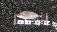 ショゴの釣果