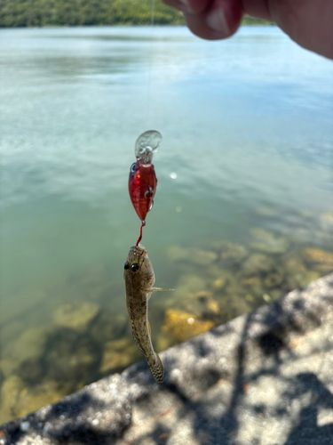 ハゼの釣果
