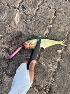 シイラの釣果