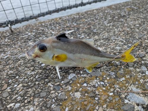 ギマの釣果