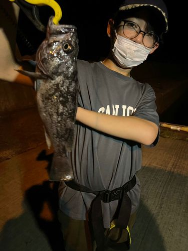 クロソイの釣果