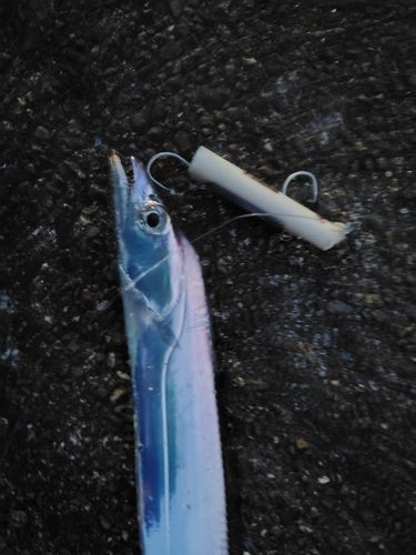 タチウオの釣果