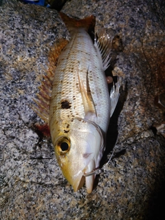 イトフエフキの釣果